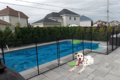 cloture piscine chien - 1